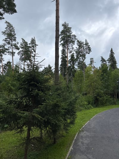 The image depicts a paved pathway curving through a densely wooded area, likely in or near the city of Pavlovskaya Sloboda, Russia. The pathway, made of dark asphalt with a light gray gravel surface and a concrete edge, occupies the lower right quadrant of the frame. To the left of the pathway, a vibrant green lawn extends into the woods.
The foreground is dominated by a young, bushy spruce tree with dark green needles. Behind it, the forest floor is a mix of grass and some leafy undergrowth, suggesting a natural or semi-natural landscape.
The background features a variety of tall trees, predominantly coniferous with some deciduous species interspersed. Several tall, slender pine trees with dark bark stand prominently among them, reaching towards a overcast sky. The foliage is dense, creating a sense of depth and enclosure.
The lighting is subdued, consistent with an overcast day, casting soft shadows and muting the colors. No people or animals are visible in the scene. The overall impression is one of a tranquil, natural setting within or adjacent to a developed area, possibly a park or a forest trail.