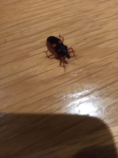 A small insect with a black, oval-shaped body and red markings is visible on a wooden surface. The insect has six legs and two antennae. Its body is mostly black, with red coloration near the margins. The wooden surface exhibits light and dark brown tones with a linear grain pattern. The top right corner contains an out-of-focus, dark blurry area.