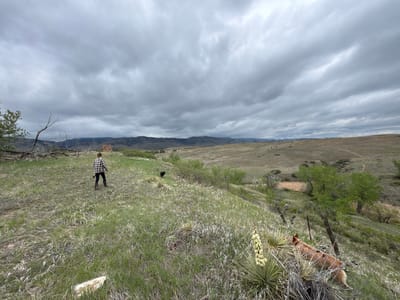 The image shows a grassy hillside landscape under a cloudy sky. A person in a plaid shirt and dark pants walks across the hillside from left to right, carrying what appears to be a walking stick. Two dogs are present: one is a black dog visible on the hillside further away from the viewer, and the other is a reddish-brown dog near the bottom right corner, partially obscured by foliage, including a yucca plant with a tall flower stalk. In the background, rolling hills and mountains are visible.

The location is likely a natural area on the outskirts of Boulder, United States, given the vegetation and terrain common to the region. There are remnants of old fence posts and wire visible on the hillside indicating that the area was likely used for ranching.