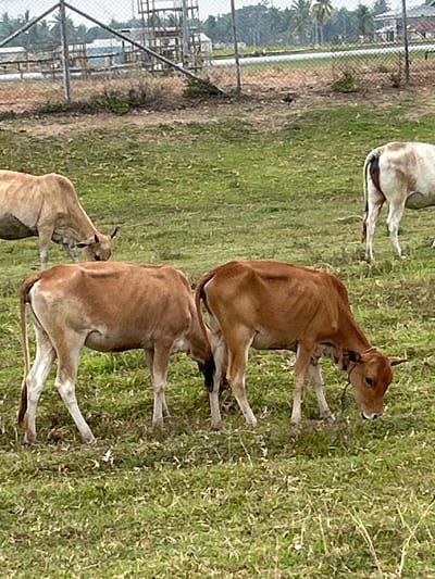 This is a photograph taken in Glokaron, Indonesia, showing a herd of cattle grazing in a field. The cattle are of varying brown and white hues. In the foreground, two brown cows are visible, one with its head down grazing and another standing beside it. In the middle ground, another brown cow is grazing, and further in the background, a white cow is visible. The environment consists of a grassy field with a fence and some vegetation in the background. The sky is overcast.