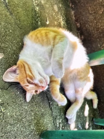 A ginger and white cat is captured lying on its back, playfully exposing its belly on a textured outdoor surface. The cat's fur is predominantly white on its underside, belly, and parts of its face, while patches of orange-ginger color mark its head, back, and tail. Its front paws are tucked in, and its hind legs are splayed out, contributing to its relaxed and content posture. The cat's head is tilted back, with bright, attentive eyes looking up and slightly to the left, conveying a sense of curiosity or relaxation.

The ground beneath the cat appears to be a rough concrete or paved surface, exhibiting variations in grey, green, and brown tones, possibly due to weathering or the presence of moss or lichen. In the background and at the edges of the frame, parts of dark green, possibly metallic, objects are visible, suggesting elements like chair legs or posts. The lighting indicates it is daytime, likely a bright or sunny day, enhancing the tranquil atmosphere. The scene depicts a peaceful moment of a cat enjoying the outdoors, possibly in a garden or patio setting in Wolverhampton, United Kingdom. No text is visible in the image.