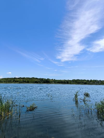 This image depicts a serene natural landscape, likely a body of water such as a lake or river, located in the vicinity of Khotyn, Ukraine, on a clear, sunny day. The upper two-thirds of the frame are dominated by a vibrant blue sky, sparsely populated by wispy, white cirrus clouds, primarily concentrated in the upper right quadrant. A faint, lighter patch of sky is visible in the upper left. The horizon, positioned approximately one-third up from the bottom, is marked by a dense, dark green line of trees and foliage, indicating a distant landmass or shoreline. This land appears slightly elevated in places, forming gentle undulations.

The lower third of the image is occupied by the calm, blue-green surface of the water, which exhibits subtle ripples spreading across its expanse. In the foreground, particularly along the left and right edges, clusters of green aquatic vegetation, resembling reeds or grasses, emerge from the water. Additional patches of submerged or partially submerged dark green plant matter are scattered throughout the water in the immediate foreground and mid-distance. The water reflects the light and some of the vegetation, creating subtle variations in hue and faint, elongated shadows. No human figures, animals, or man-made structures are present within the immediate scene. The lighting suggests daylight conditions with the sun positioned high, casting minimal discernible shadows.