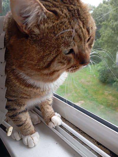 A close-up, eye-level shot shows a tabby cat peering out from a gap in what appears to be a window insulation barrier. The cat is positioned on a white windowsill, with its head and front paws visible. Its fur is a mix of brown and black stripes with white markings on its chest and paws. The cat's gaze is directed downwards and to the right, out of frame. Beyond the cat, a window reveals a blurred outdoor scene of green foliage and trees, suggesting a natural or suburban environment, consistent with the location of Gorki-2, Russia, a residential area. The lighting is natural, indicating it is daytime. The image is sharpest on the cat's face and front paws, with the background slightly out of focus.