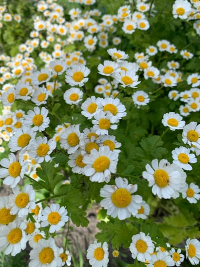 This is a high-angle, close-up shot of a dense cluster of white and yellow daisy-like flowers, likely Feverfew, set against a backdrop of lush green foliage. The flowers are in various stages of bloom, with many fully open, revealing their characteristic white petals surrounding a bright yellow center. Some of the flowers are slightly wilted or have brown spots, suggesting they may have been blooming for some time. The green leaves of the plants are visible between the flowers, adding to the natural, outdoor feel of the scene. The lighting appears to be natural daylight, casting soft shadows and highlighting the textures of the petals and leaves. The overall impression is one of a vibrant, blooming garden. There are no people or objects other than the flowers and foliage. No text is visible. The location context of Ivanava, Belarus is noted.