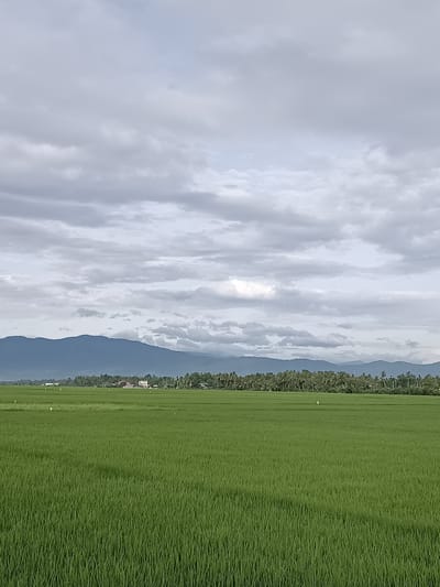 A wide-angle, outdoor, medium shot captures a vast, lush green rice paddy field under a cloudy sky. The field extends from the foreground to the midground, with the dense stalks of rice creating a textured surface. In the background, a line of trees, including palm trees, forms a dense border. Beyond the trees, a range of mountains with soft, blue-hued peaks is visible. The sky is filled with a complex layer of grey and white clouds, suggesting an overcast day. A few small white birds are scattered across the rice field, appearing as tiny specks against the green. The scene is set in the city of Blang Lilue, Indonesia, as indicated by the presence of typical Indonesian flora and landscape.