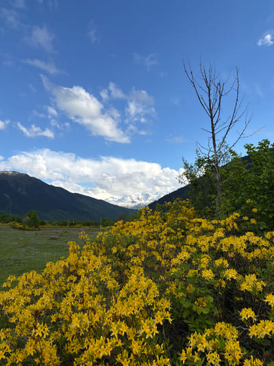 A wide shot captures a vibrant mountain meadow in Mazeri, Georgia, under a partly cloudy blue sky. In the foreground, a dense carpet of bright yellow wildflowers blankets a sloping hillside, their blossoms creating a striking contrast against the darker green foliage and the distant, snow-capped mountain range. A few bare, skeletal trees stand starkly against the sky, one more prominent than the others in the middle ground, adding a touch of desolation to the otherwise lush landscape. Beyond the wildflowers, a grassy field stretches towards dark, forested mountains that rise up to meet the snow-covered peaks in the background. The overall scene conveys the beauty and wildness of the Georgian landscape.