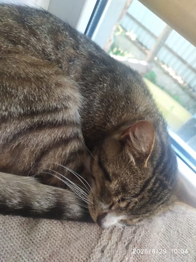 The image shows a tabby cat curled up and sleeping on a knitted surface near a window. Outside the window, a blurry background suggests an outdoor environment with some structures and greenery. A date and time stamp in the bottom right corner reads "2026/6/29 10:04". The cat's fur has distinct stripes in shades of brown and gray. The image does not contain any information that would indicate its location in Skala-Podilska, Ukraine.