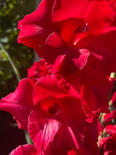 A close-up, outdoor, eye-level shot focuses on two vibrant red gladiolus flowers. The flowers, in sharp focus, are illuminated by bright sunlight, creating strong highlights and shadows that emphasize the texture and delicate frilled edges of the petals. The background is softly blurred, with hints of green foliage and what appears to be a dark surface, possibly a wall or fence, suggesting an urban garden or landscaped area in Gresham, United States of America. There are no people or animals visible in the image.