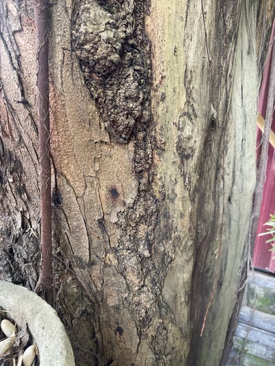 The image is a close-up shot of the textured bark of a tree. The bark exhibits a rough, fissured surface with varying shades of brown and gray, interspersed with darker, rougher patches that resemble knots or growths. A thin, reddish-brown vine or root wraps around the left side of the tree trunk, contrasting with the lighter tones of the main bark. In the lower left corner, a portion of a light gray, curved object, possibly a planter edge, is visible, with several smooth, oval-shaped objects resembling stones or seed pods scattered nearby. The background is out of focus, showing vertical elements that could be part of a fence or building, colored a muted red, and some greenery. The overall scene suggests an outdoor environment, likely a garden or urban green space. The image does not provide any specific information or context that would allow for its location to be identified as Pantegajah, Indonesia, nor does it contain any people or depict any actions.