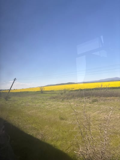 The image shows a landscape viewed through a window. A field of yellow flowers, likely rapeseed, stretches along the midground, bordered by green grass. A utility pole with power lines stands near the left edge of the field. The sky is clear blue with reflections of indoor objects on the window. Hills are visible on the horizon. The location is plausibly in the region surrounding Tsar Asen, Bulgaria, given the typical rural landscapes there.