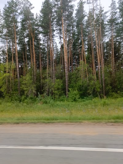 The image shows a dense forest of tall pine trees with light brown trunks, interspersed with green undergrowth. The trees are quite uniform in height and width, creating a vertical pattern. The forest floor is covered in lush green grass and some scattered wildflowers. In the foreground, there is a dirt road or shoulder next to a paved road with a white line marking. The sky is overcast and appears to be a pale gray. The overall impression is a natural landscape, likely a roadside view in a rural or forested area. The location provided is Ozyorki, Russia, suggesting this is a characteristic view of the region's natural environment.