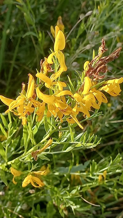 The image is a close-up, vertical shot of a flowering plant with bright yellow blossoms. The flowers are irregular in shape, with several distinct petals. Some of the flowers are in bloom, while others appear to be withered or dried. The plant has green, leafy stems and is surrounded by a blurred green background, suggesting a natural outdoor setting. The lighting indicates it is daytime, with sunlight illuminating the flowers. The specific location within Стрэшынскі сельскі Савет, Belarus, is not determinable from the image itself.