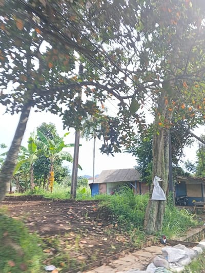 A rural scene depicts trees, banana plants, and a palm tree beside a dirt road. A simple structure with a corrugated metal roof and blue and white paint is visible. The foreground shows patches of grass and a drainage ditch with debris. Overhead, power lines crisscross the sky amidst branches adorned with fruit, possibly oranges. A white plastic bag hangs from a tree trunk.