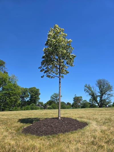 A young, slender tree stands in the center of a vast, dry, golden-brown grass field under a clear, bright blue sky. The tree is mulched with dark brown wood chips at its base, forming a circular mound. In the distance, a line of green trees borders the field, with a few houses nestled among them. The sun casts a dark shadow from the young tree onto the grass. The overall scene is one of a well-maintained park or open space in Roselle, United States of America.