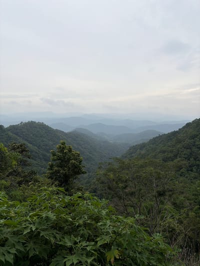 An overcast, foggy day presents a panoramic view of lush, rolling green mountains from a high vantage point in Samoeng Tai, Thailand. The foreground features dense, vibrant green foliage, with large, textured leaves dominating the lower portion of the image. Beyond this, the landscape recedes into successive layers of densely forested hills and mountains, fading into a hazy, muted blue and gray silhouette against the pale sky. The scale of the mountain range suggests a vast, natural expanse. There are no people or man-made structures visible in the scene.