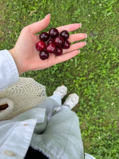 A high-angle shot depicts a person's open left hand holding approximately twelve dark red and purplish cherries, with one notably brighter red cherry among them. The hand has light skin and manicured nails with a clear or pale pink polish. The person is wearing a white long-sleeved shirt or jacket, and light sage green trousers. A cream-colored, open-weave bag is partially visible under the left arm. Below the waist, white athletic shoes are visible on both feet. The background consists of blurred green grass, indicating an outdoor setting in the city of Mshanets, Ukraine.