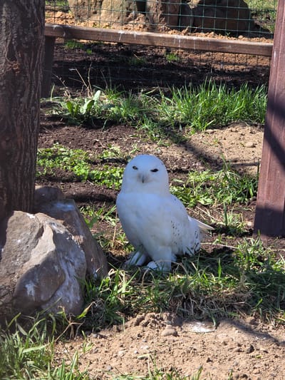 The image depicts a snowy owl standing on grassy soil with a rocky outcrop in what appears to be an enclosure, indicated by the presence of a wire fence and wooden structure. The ground is a mix of dirt and green grass. The owl is predominantly white with some darker markings. The location is Uspenskii, Russia.