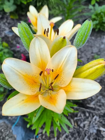 In the city of Žiaukos, Lithuania, a close-up, eye-level, vertical, outdoor photograph captures a cluster of yellow lilies with orange markings. The foreground is dominated by a large, open lily, its petals a pale yellow with vibrant orange streaks radiating from the center and speckled with dark brown dots. The flower's reproductive parts, including stamens with brown anthers and a pink stigma, are visible. To the left and right of the main flower are two large, fuzzy, green lily buds, some partially opened. In the background, more blurred lily flowers and green foliage can be seen, interspersed with the dark, mulched soil of a garden. The overall lighting suggests it is daytime, with soft natural light illuminating the scene.