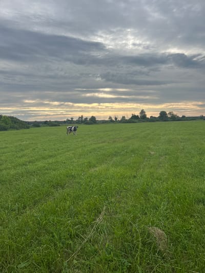 The image depicts a cow standing in a vast, lush green field. The sky above is overcast with dramatic, layered clouds, with glimpses of sunlight breaking through near the horizon, suggesting either dawn or dusk. The field is expansive, with a treeline forming the background. The overall scene evokes a sense of rural tranquility. The location is identified as Terny, Ukraine.