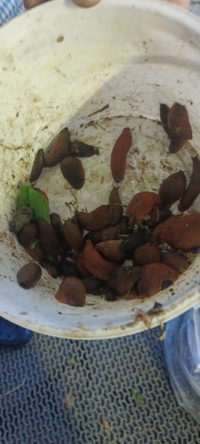 A close-up, overhead shot captures a collection of brown, slug-like creatures within a dirty, off-white plastic bucket. The bucket's interior is splattered with dirt and debris, suggesting it has been used outdoors. A single green leaf is visible amongst the slugs on the left side of the bucket. The bucket rests on a dark, textured mat. The context of "Хацежынскі сельскі Савет, Belarus" implies a rural or semi-rural setting, possibly a garden or agricultural area, where such creatures might be found.