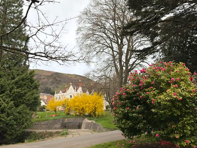 The image displays an outdoor scene in Malvern Hills, United Kingdom, under an overcast sky, showcasing a landscape transitioning from foreground foliage to architectural elements and distant hills. In the foreground, a paved path curves from the lower center, bordered by a low concrete retaining wall that features a dark, integrated bench facing away from the viewer. To the right, a large, densely leafed shrub covered in numerous bright pink blossoms is prominent, with several fallen pink petals on the ground beneath it. A dense, dark green conifer tree stands to the left, partially framing the view, while bare tree branches extend into the upper left and central portions of the frame.

The midground features a multi-gabled white building with several terracotta-topped chimneys, characteristic of 19th or early 20th-century architecture. In front of this building, a cluster of vibrant yellow flowering shrubs forms a distinct horizontal band. Green lawns surround the building, and a small red object is visible on the lawn directly in front of the yellow shrubs. Taller, mostly bare deciduous trees are situated behind the white building.

In the background, rolling hills, consistent with the Malvern Hills, rise under a uniformly light grey sky. The hillsides exhibit a blend of brown and muted green vegetation. No individuals or discernible activities are present within the scene.