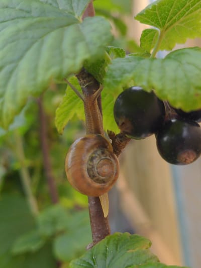 A snail with a brown, coiled shell is attached to a thin, brown stem, positioned vertically in the center of the frame. Its pale yellow body extends downwards from the shell. To the right of the snail, a cluster of dark, round berries, possibly blackcurrants, are visible, partially obscured by green leaves. The background consists of out-of-focus green foliage and a blurred, neutral-toned area, suggestive of an outdoor setting. There is no discernible indication of the city of Magherafelt, United Kingdom.