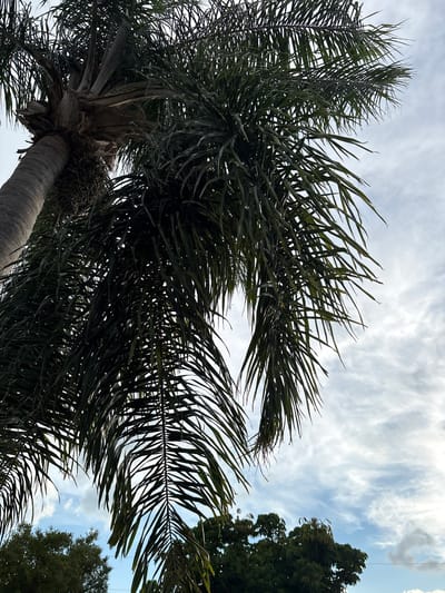 The image is a low-angle shot of a palm tree against a cloudy sky, taken in South Venice, Florida, United States. The trunk of the palm tree is thick and textured, with a cluster of small, dark fruits hanging from it. The fronds are a deep green and fan out from the top of the trunk, some curving downwards. The sky is filled with wispy, white clouds against a light blue background. In the distance, the tops of other trees are visible, appearing as dark green masses. The overall scene suggests an outdoor, tropical or subtropical environment. There are no people or any discernible actions or interactions visible in the image.