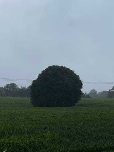 The image displays a wide, green agricultural field under a uniform, overcast light grey sky. A large, solitary, dense, dark green deciduous tree, approximately ovoid in shape, is centrally positioned within the mid-ground of the field. The field vegetation is consistent, appears to be a cultivated crop, and extends from the foreground to the distant horizon. Three parallel, dark horizontal lines, consistent with power or communication cables, are visible traversing the mid-ground, situated above the field and below the upper portion of the central tree. In the background, a band of darker green trees or woodland is discernible, partially obscured by atmospheric haze or mist. Several small, dark specks, identified as avian figures, are visible against the sky in various parts of the upper frame. The scene is devoid of human presence, activity, or explicit interactions. The lighting is diffused, indicating an overcast day. This rural scene is located within the agricultural periphery of Exeter, United Kingdom.