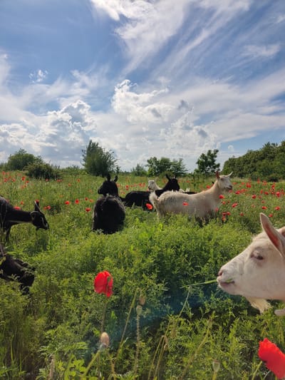 A herd of goats grazes in a field of poppies and tall green grass under a partly cloudy sky. The goats are of various colors, including black, white, and tan. One white goat in the foreground is chewing on a blade of grass. In the background, trees line the horizon. The scene appears to be in Mar'yanivka, Ukraine.