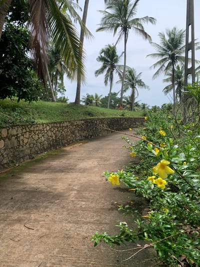 The scene is a concrete path in Angulugaha Junction, Sri Lanka. Palm trees line the left side, while vegetation with yellow flowers grows on the right. A stone wall separates the path from a grassy area with more trees. The sky is overcast.