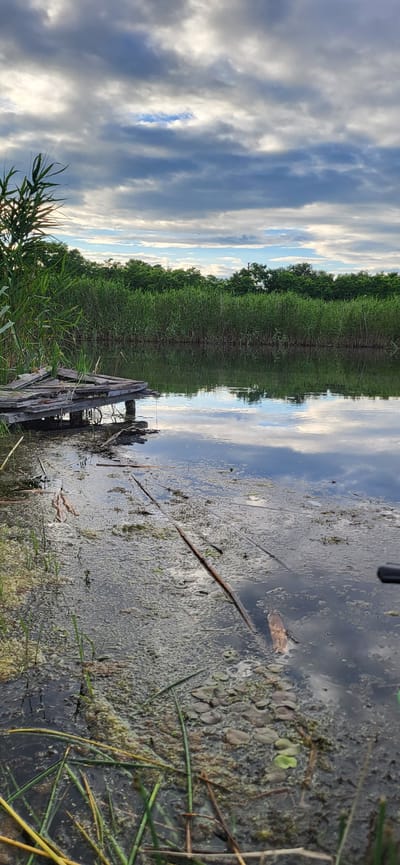 The image depicts a serene, natural scene with a focus on a body of water and its surroundings. The primary subjects are the water, dense green vegetation along the bank, and a cloudy sky reflected in the water. There are also remnants of an old wooden structure, possibly a dock or pier, partially submerged or decaying at the edge of the water. The water itself appears somewhat murky and is covered in a layer of organic matter, likely algae and fallen leaves, with scattered aquatic plants.
The scene suggests a peaceful, quiet moment in nature, possibly in a wetland or marshy area. The time of day appears to be either early morning or late afternoon, given the soft lighting and the appearance of the clouds. The weather is overcast but with breaks of light, indicating a dynamic sky.
Notable details include the reflection of the sky and clouds on the still surface of the water, the rich green of the tall grasses and trees lining the water's edge, and the weathered texture of the wooden debris. The presence of the decaying wooden structure adds a touch of history or abandonment to the scene.
There is no visible text in the image. The overall mood conveyed is one of tranquility, natural beauty, and perhaps a hint of melancholy due to the decaying man-made element within the otherwise pristine natural setting. The location context of Hetmanivka, Ukraine, suggests a rural or semi-rural environment where such natural landscapes are common.