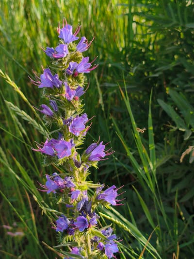A vertical, close-up, outdoor photograph displays a stalk of purple flowers, likely Viper's-bugloss (Echium vulgare), in the foreground. The flowers are densely clustered along the stem, exhibiting a vibrant purple hue with delicate pink stamens. The background is a blur of green foliage, indicating a natural setting with tall grass or weeds. In the mid-ground, to the right of the flowers, a small, light-colored insect, possibly a fly or bee, is captured in flight. The lighting suggests it is daytime, with a soft, natural light illuminating the scene. The image does not contain any people. The location is specified as Pidluky, Ukraine.