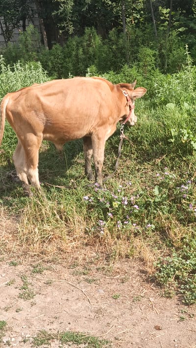 The image shows a young brown cow standing in a grassy area with dry, dusty ground in the foreground. The cow is wearing a red collar and a dark leash. The background consists of lush green trees and vegetation, suggesting an outdoor rural or semi-rural setting. There are small purple flowers scattered in the grass around the cow. The lighting indicates it is daytime, likely with bright sunlight. The location is specified as "Нуъмон Розиқ, Tajikistan".