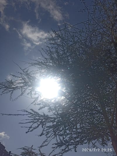 The sun shines brightly through the branches of a tree against a blue sky with scattered clouds. The tree's silhouette is dark, contrasting with the intense sunlight. The lower portion of the image reveals the base of the tree and hints of other structures. A date and time are stamped in the lower right corner: "2026/2/2 09:25." The composition creates a blend of natural beauty and structured form.