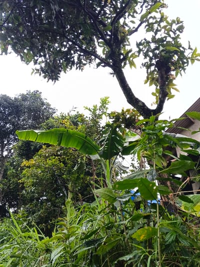 The image depicts a dense, verdant natural environment in Inawi, Papua New Guinea, under an overcast sky. The foreground and mid-ground are dominated by lush tropical foliage, including tall, narrow-bladed grasses and various broad-leafed plants. A prominent banana plant with a large, undamaged green leaf is visible in the mid-left. In the upper right, a portion of a large tree with dark, gnarled branches and green leaves extends into the frame. Behind this tree, the brown or grey corrugated roofline of a building is partially visible. Additional dark green trees and shrubs form a dense backdrop, with faint indications of utility lines intersecting the foliage in the upper background. No individuals, animals, or specific actions are discernible. The scene is static.