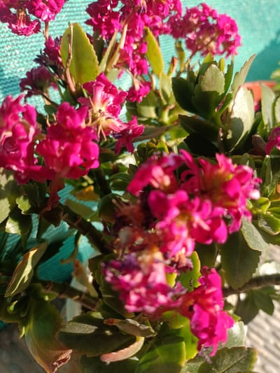 This media file captures a close-up of a vibrant flowering plant, characterized by numerous small, bright fuchsia or hot pink flowers clustered together. The plant features thick, fleshy green leaves, many with distinct scalloped edges, typical of a succulent. Strong, direct sunlight illuminates the scene, creating bright highlights on the petals and leaves, and casting noticeable shadows, suggesting it is either morning or late afternoon on a sunny day. In the background, a light blue or turquoise mesh structure is visible, likely a shade net or screen, indicating an outdoor or semi-outdoor setting such as a garden, balcony, or patio. The foreground flowers are slightly out of focus, drawing attention to the clusters of blooms and leaves in the mid-ground. The overall impression is one of lush natural beauty thriving in bright conditions. No people or visible text are present in the image. The location context suggests Polis Chrysochous, Cyprus.