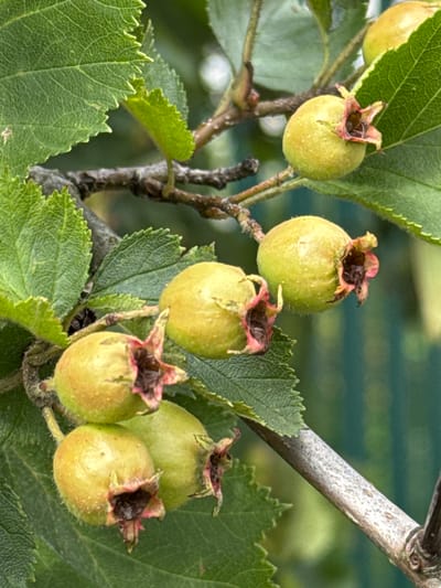 The image is a close-up, eye-level shot of a branch of a hawthorn tree in the garden of a dacha in the village of Zatishe SNT, Russia. The branch bears several unripe, green hawthorn fruits, each with a remnant of reddish-pink calyx at the top. The fruits are spherical to slightly oval and appear fuzzy. Large, serrated green leaves of the hawthorn tree frame the fruits and branch. The background is softly blurred, with hints of green foliage and a muted green fence, suggesting a natural, outdoor setting. The lighting is natural, casting soft shadows. There are no people or animals visible in the image. The focus is on the botanical details of the hawthorn fruits and leaves.