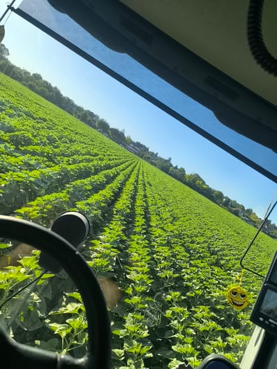 The image shows a view from inside a vehicle, likely a tractor, looking out at a vast field of young green plants, possibly sunflowers, stretching into the distance. The plants are arranged in neat rows, indicating agricultural cultivation. The sun is shining brightly, casting a clear blue sky with no clouds visible. In the foreground, the steering wheel of the vehicle is partially visible, along with some dashboard elements and a yellow smiley face air freshener hanging from the mirror. The field is bordered by trees and some residential buildings in the far distance. The scene appears to be set in a rural environment, consistent with agricultural landscapes. No people are visible in the image. The location is specified as Inovo, Bulgaria.