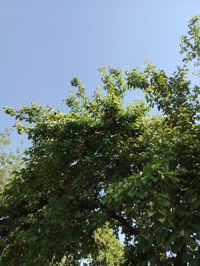 A low-angle, full shot captures the lush green canopy of a fruit-bearing tree under a clear blue sky. The branches are laden with small, orange fruits, likely apricots, scattered amongst the dense foliage. Sunlight filters through the leaves, creating a dappled effect. In the background, another tree with lighter green leaves and fewer fruits is visible. The image appears to have been taken in a natural outdoor setting.