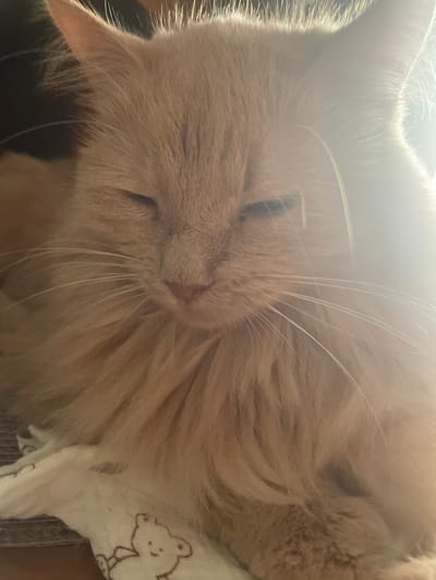 A close-up, eye-level shot shows an orange, fluffy cat with its eyes partially closed, basking in bright sunlight. The cat is lying on a soft, white cloth with a faint teddy bear pattern. The background is dark and out of focus. The scene is likely indoors, possibly in a home in Angelovo, Russia, given the presence of the cat and soft bedding. The lighting suggests a sunny day.