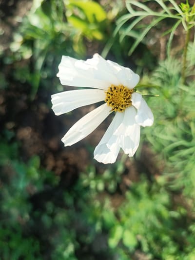 A close-up, high-angle shot captures a white cosmos flower in bloom against a soft-focus background of green foliage and dark soil. The flower's delicate white petals, some creased or slightly torn, radiate outwards from a central disk filled with yellow stamens and dark brown pollen. Sunlight illuminates the flower, casting subtle shadows and highlighting the texture of the petals. The background is a blurred mosaic of greens and browns, suggesting an outdoor garden setting. There are no people or discernible structures in the image, and the focus is entirely on the natural beauty of the single flower. The location of Alexandrovskoe, Russia, is a contextual detail not visually represented in the image itself.
