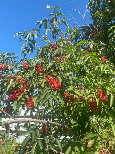 An outdoor, eye-level, vertical shot captures a close-up of a tree with clusters of small, bright red berries and green leaves. The berries are densely packed on thin stems, forming umbrella-like clusters. The leaves are serrated and pointed, with a slightly wavy texture. The tree is in the foreground and middle ground, with a bright blue sky and thin power lines visible in the background. In the lower left of the frame, a white corrugated metal fence and green foliage are partially visible, suggesting an urban or suburban setting, potentially in the village of Betjuntsy, Russia. The sun is shining, casting shadows and highlighting the vibrant colors of the berries and leaves. There are no people or animals present.
