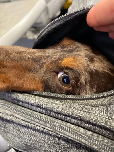 The image presents a close-up view of a brown and black dapple-patterned dog, possibly a Dachshund, partially emerging from a grey, textured fabric bag. The dog's left eye, with a dark amber iris and a dilated pupil reflecting a light source, is sharply focused and looks directly forward. A human finger is visible in the upper right, holding open the zippered flap of the bag, suggesting an interaction. The bag features a prominent grey zipper track along its opening. The background is out of focus, displaying blurred white and yellowish objects, consistent with an indoor environment. This scene is located in Oceanside, United States, though no specific geographical identifiers are discernible within the image itself.
