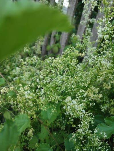 This is a close-up, eye-level, outdoor shot of a dense cluster of small white flowers and green foliage, likely in a garden setting in Voskobiinyky, Ukraine. The flowers are delicate and star-shaped, clustered on thin stems, some with a yellowish hue. The greenery is varied, with some broad, serrated leaves in the foreground and finer, more delicate leaves interspersed with the flowers. In the background, a weathered, gray wooden fence with vertical slats is visible, with two round, green objects, possibly decorative spheres or fruit, hanging behind the foliage. The lighting suggests it is daytime, likely overcast or in a shaded area, as there are no harsh shadows. The overall impression is one of natural growth and a somewhat wild, untamed garden.