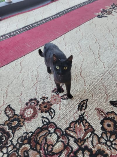 A black cat with yellow eyes stands on a patterned rug. The rug has a cream-colored background with large floral designs in brown, pink, and black. A red stripe with a decorative black and white border runs across the top portion of the rug. The cat is facing the camera, with its mouth slightly open. The scene appears to be indoors, possibly in a home in Pokrovskoye, Russia, though no specific city landmarks are visible.