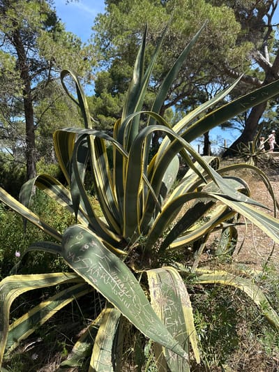 The image depicts a large, variegated agave plant with long, spiky leaves, some of which are inscribed with graffiti. The plant is situated outdoors, with a background of pine trees and a clear blue sky. The ground beneath the plant is dry and covered with vegetation and some gravel. In the far right background, two individuals, one wearing a pink top and white pants, are visible standing near another agave plant on a pathway. The scene is likely located in a park or natural area within the city of Hyères, France, given the characteristic Mediterranean vegetation and climate suggested by the image.