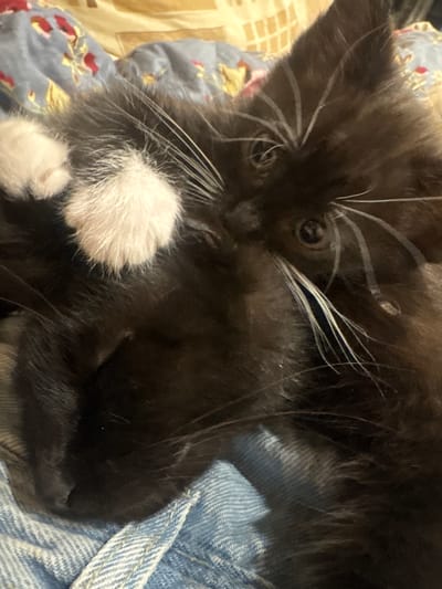 This is a close-up, eye-level, indoor photograph of a black and white kitten. The kitten is resting on a surface that appears to be denim jeans and a patterned fabric. The kitten's head is to the right of the frame, with its eyes open and looking towards the camera. Its white paw is visible on its chest, and its whiskers are prominent. The background fabric has a floral pattern with red and blue elements. The lighting suggests it is daytime, possibly near a window. The scene is a domestic setting, likely a home in Anton, Bulgaria.