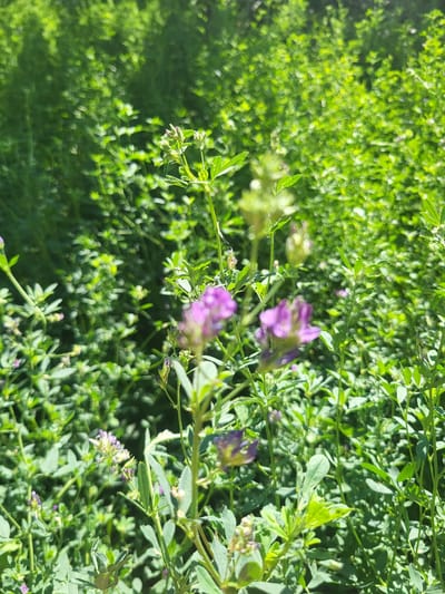 The image captures a close-up view of a field of green plants, some of which are bearing small purple flowers. The foliage is dense and lush, with sunlight dappling through it, creating a bokeh effect in the background. The plants appear to be alfalfa, a common forage crop. The scene is serene and natural, suggesting an outdoor setting. There are no people or animals visible in the image. The image does not provide any specific information about the location being in the city of Arabhana, Uzbekistan.