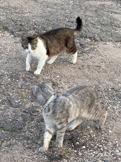 Two cats are lying on a gravelly asphalt surface. The cat on the left is a tabby and white cat, looking up and to the right. It has green eyes and is facing slightly away from the camera. The cat on the right is a gray tabby cat, lying on its side with its head turned away from the camera. It is wearing a light-colored collar. The ground is rough and appears to be an outdoor setting. The lighting suggests it could be daytime.
