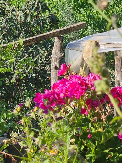 The image depicts a sunlit outdoor scene, likely a garden or cultivation area, situated in Tire, Turkey. In the immediate foreground, a cluster of vibrant pink geraniums (Pelargonium) is prominently displayed, with multiple blossoms in various stages of opening, accompanied by their characteristic green, lobed leaves. Below and to the left of the geraniums, blurred green stalks with smaller, light-colored flowers, possibly violas or pansies, are visible. In the midground, a rudimentary structure constructed from unpainted, weathered wooden planks and posts is present. This structure is partially covered by a translucent, somewhat opaque white plastic sheet, suggesting a makeshift shelter, greenhouse, or cold frame. Directly behind this structure and extending into the background, dense green foliage dominates the scene. Specifically, a tree with dark green, oblong leaves and small, oval-shaped, orange-brown fruits, consistent with loquats (Eriobotrya japonica), is visible in the upper left quadrant. The lighting is bright and natural, indicating direct sunlight and casting subtle shadows. No individuals or animals are present in the frame.